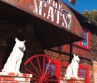FELINE FINES: Two majestic namesake beasts guard the entrance to the Cats. // Photo by Michael S. Gant .